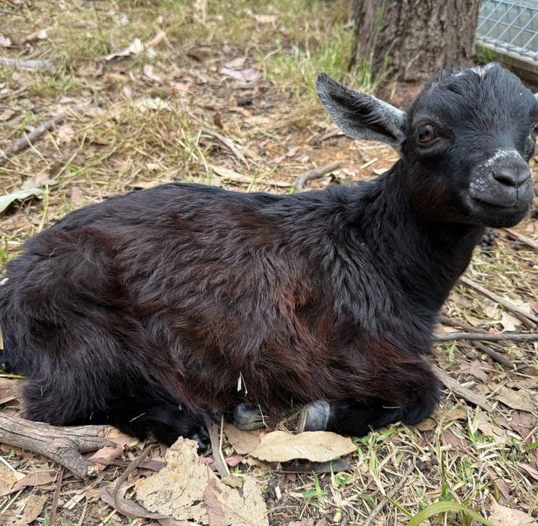 pygmy goat