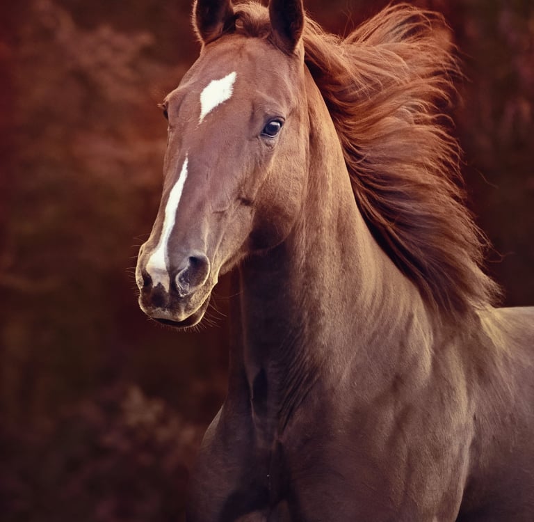montreal horse photographer Ilana Block