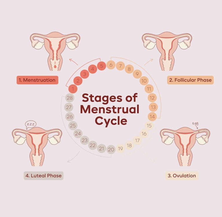 Conceptual diagram showing sebum production peak at days 14-21 of cycle (pre-ovulation/luteal phase)