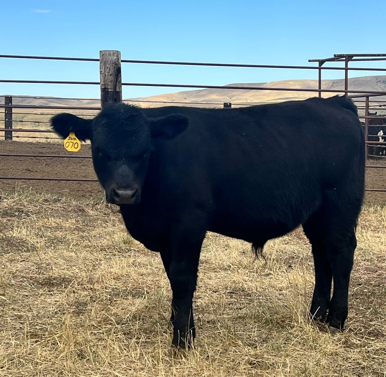 Clark's Fork Sim-Angus Calf