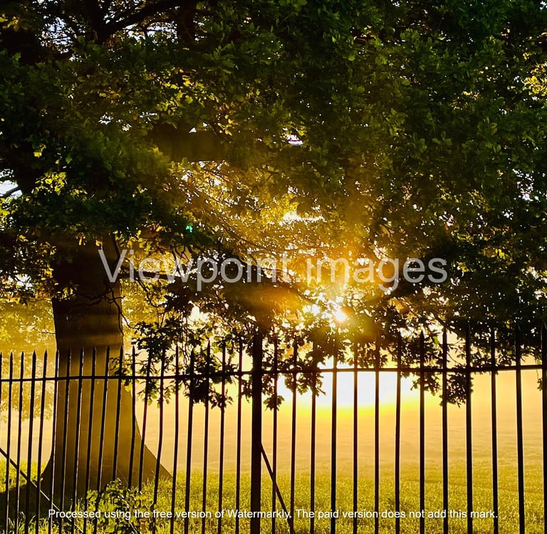Golden sunrise sunlight glowing through lush green tree leaves behind a black metal wrought iron fence.