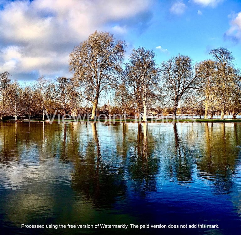 Tall leafless trees reflected in the calm blue water of a lake under a sunny sky with white clouds.