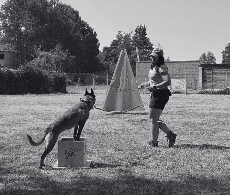 Pastor Belga Malinois practicando ejercicios de enfoque con una entrenadora canina profesional