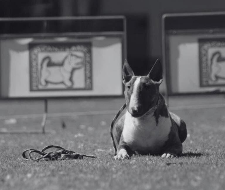 Bull terrier echado en el pasto cumpliendo la orden de echado en un campo de entrenamiento canino en San Luis Potosí