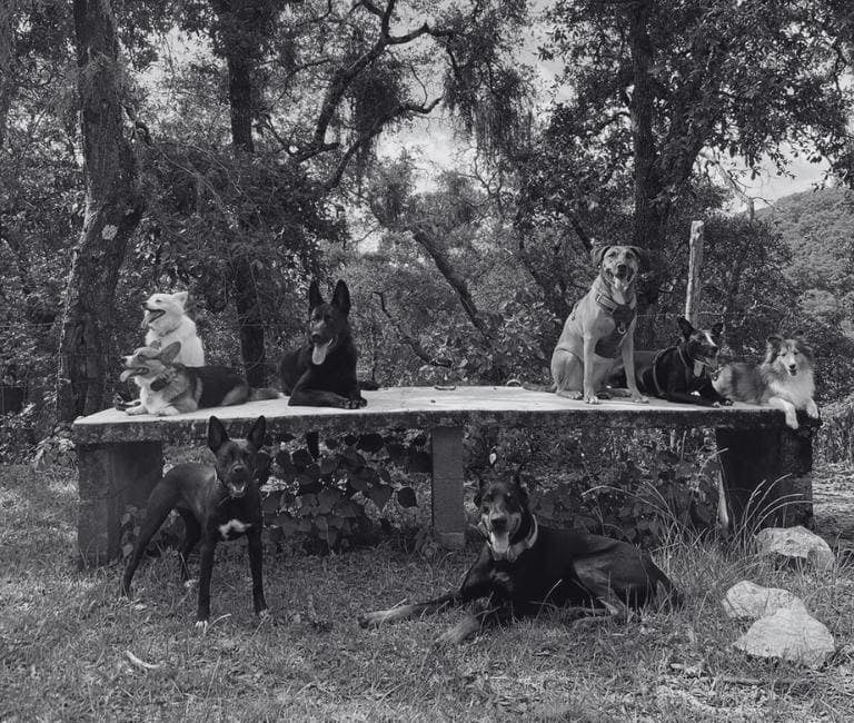 Fotografía de un grupo de perros de distintas razas sentados juntos