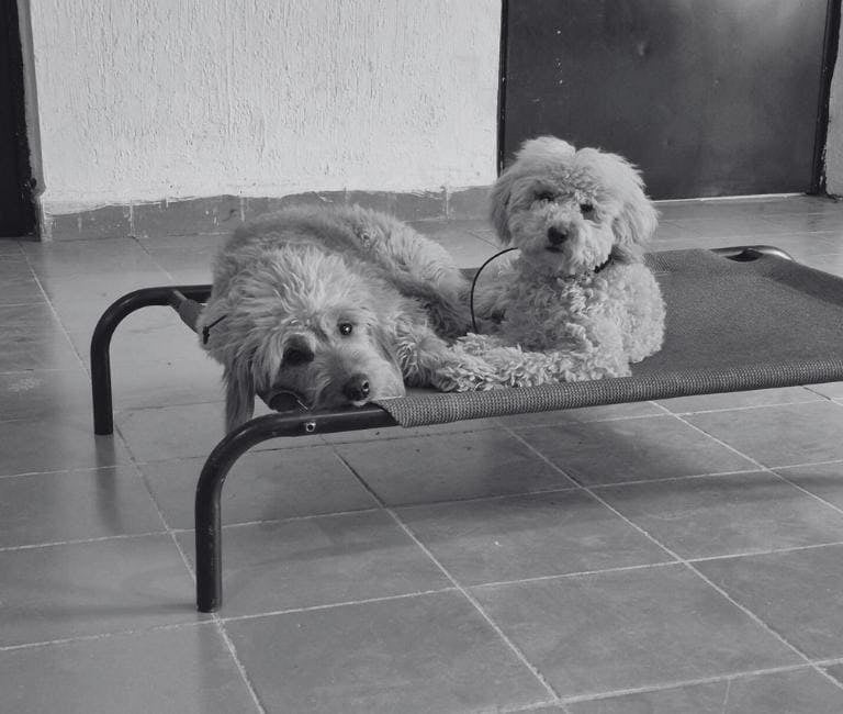 Dos perros peludos descansando juntos en una cama elevada dentro de una guardería canina.