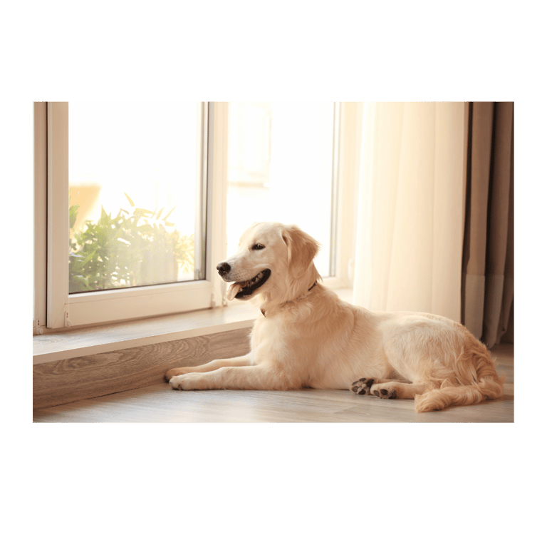 a dog laying on the floor in front of a window