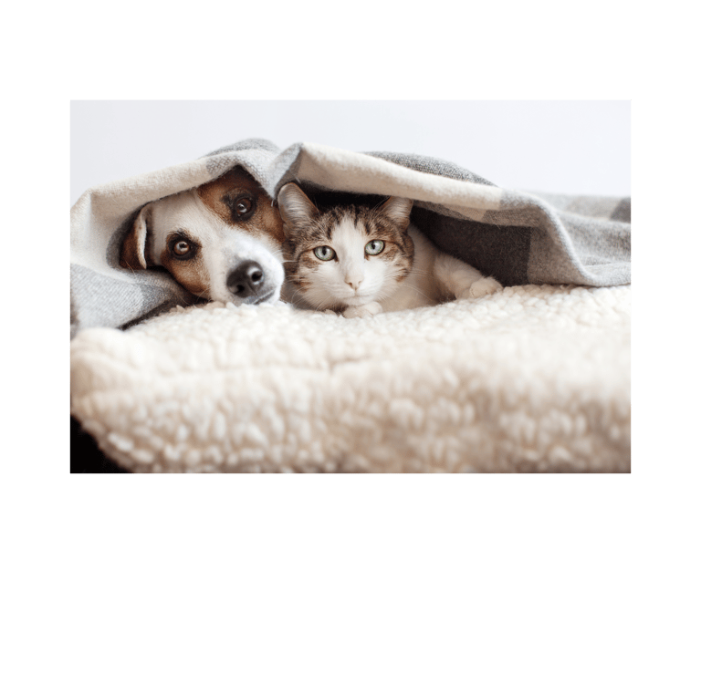 a dog and a cat are laying on a blanket