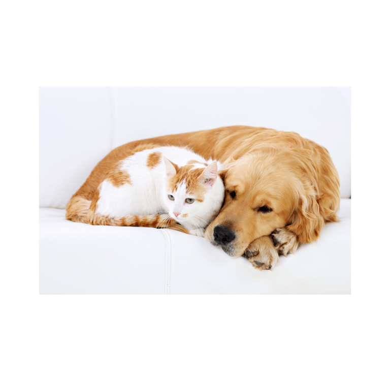a cat and a dog laying on a couch