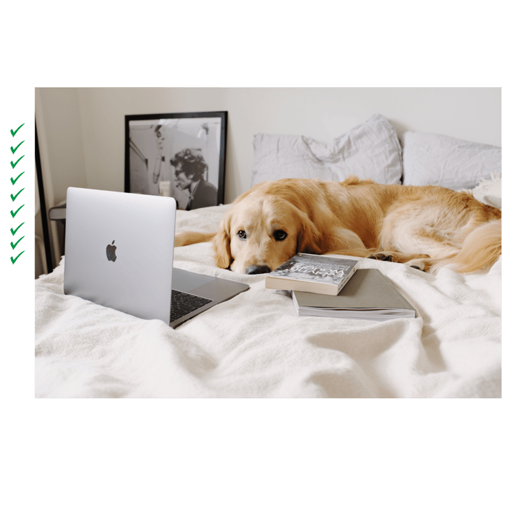 a dog laying on a bed with a laptop