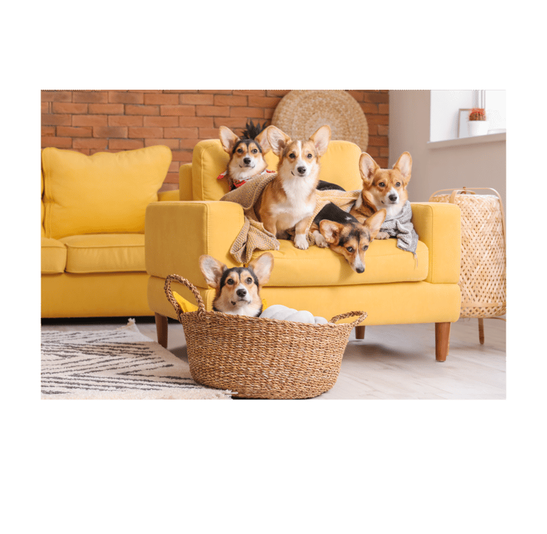 a dog sitting on a couch with a basket in front