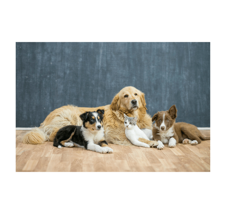 a group of dogs and cats sitting on a hardwood floor
