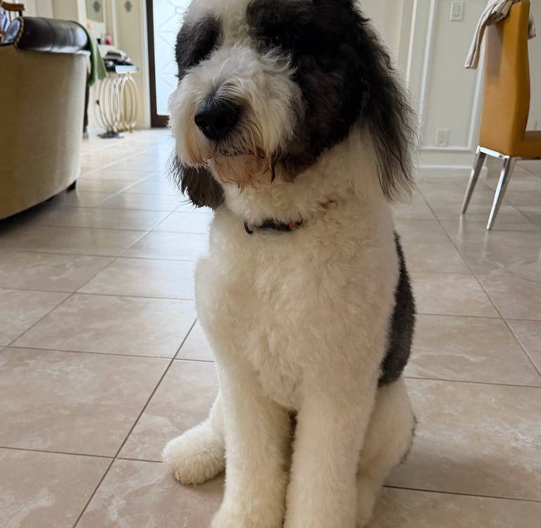 A fluffy black and white Sheepadoodle dog sitting on a tiled floor in a bright home interior.