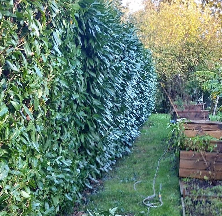 taille de haie nantes entretien jardin
