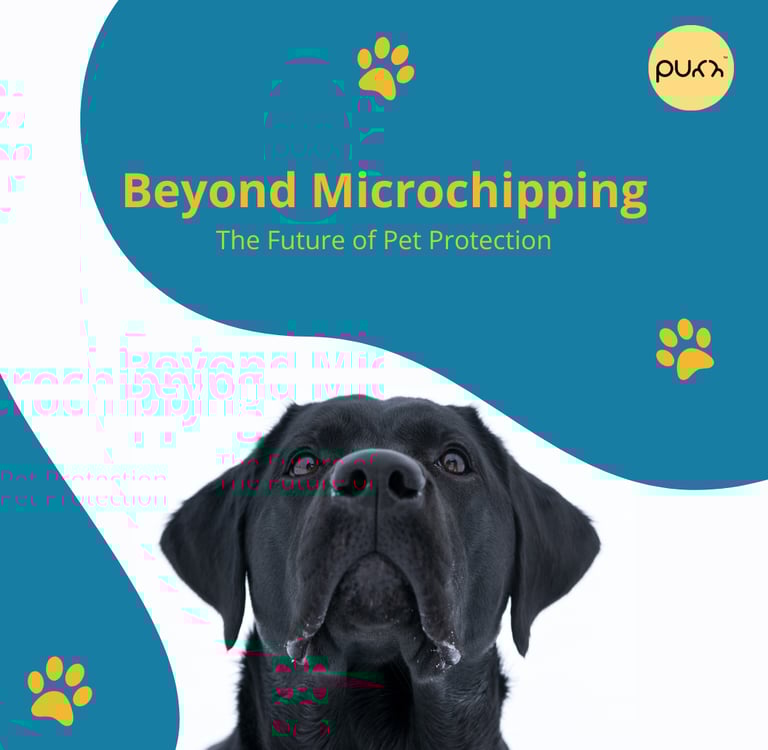 Beyond Pet Microchipping - The Future of Pet Protection with Purr