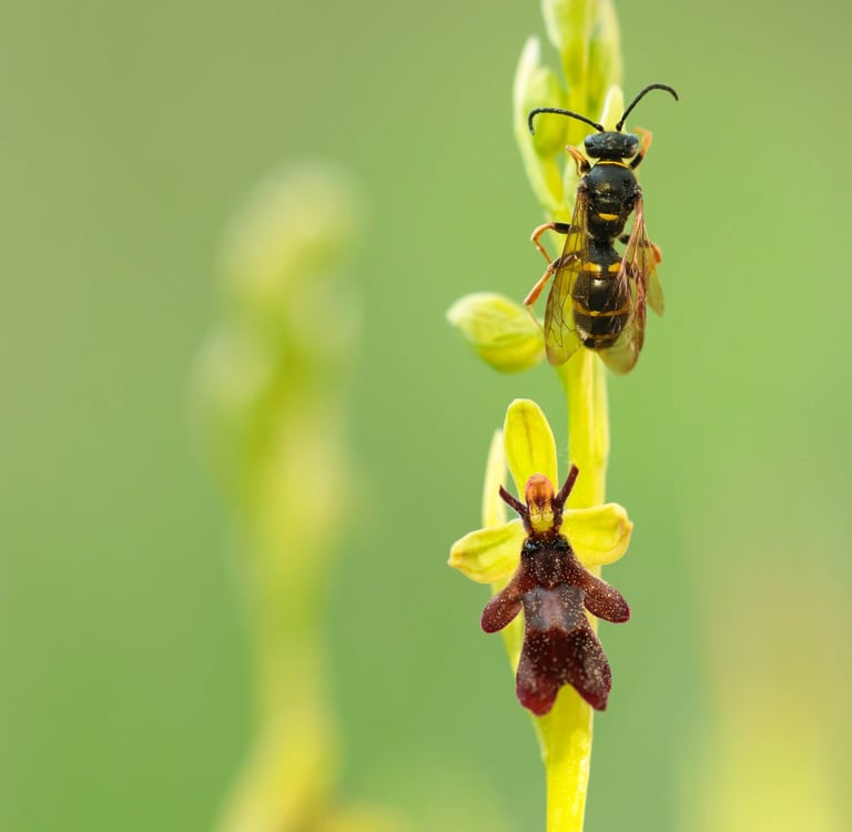 Die Gestalt der Fliegen-Ragwurzblüte imitiert keine „Fliege“, sondern die weibliche Ragwurz-Zikadenw