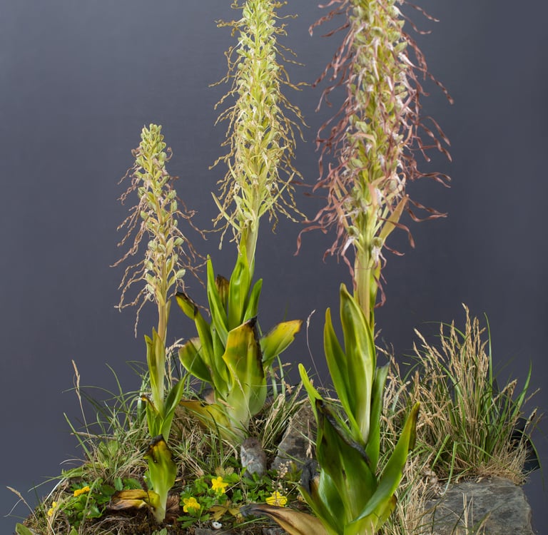 Lizard Orchid Habitat Diorama by sebastian brandt