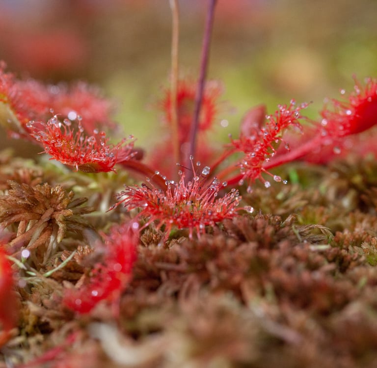 world champion Sundew habitat diorama by sebastian bandt