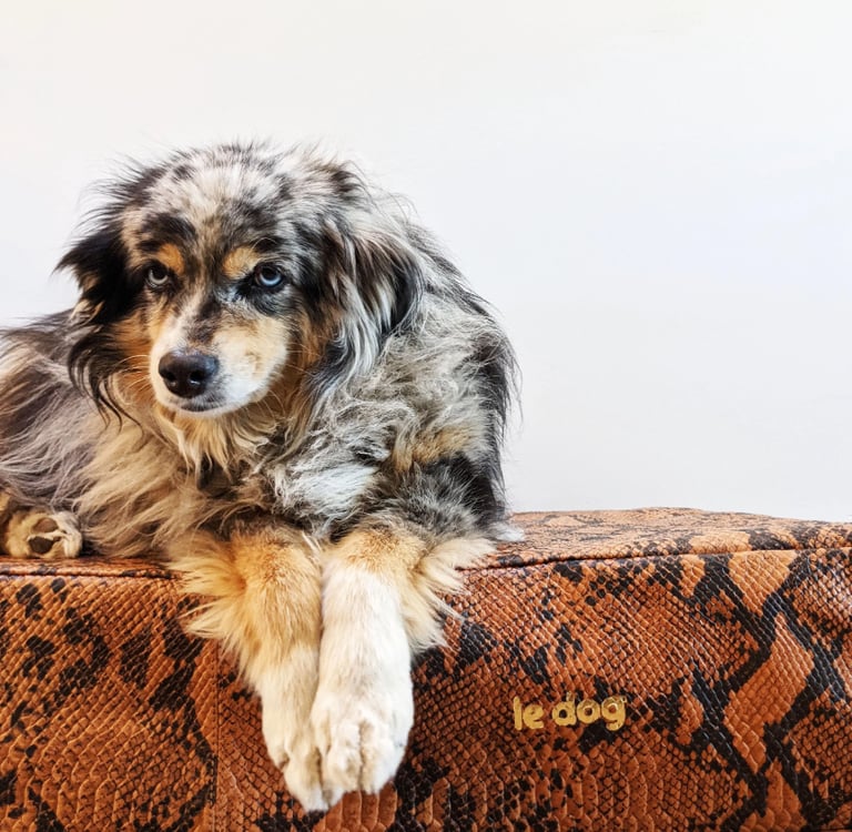 Dog on leather orthopedic non-toxic bed