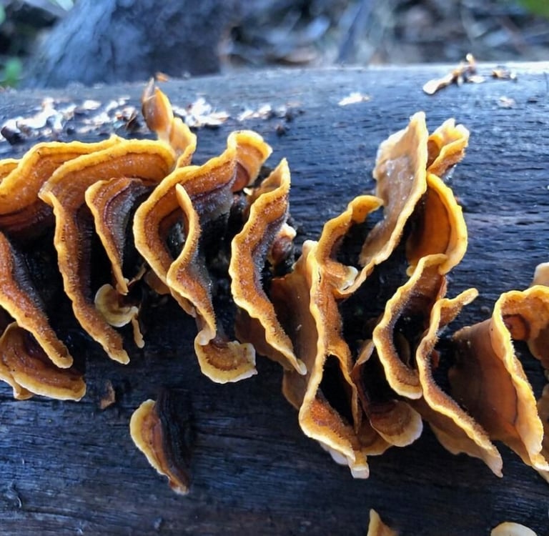 Tan and brown fungus grows on a burnt log