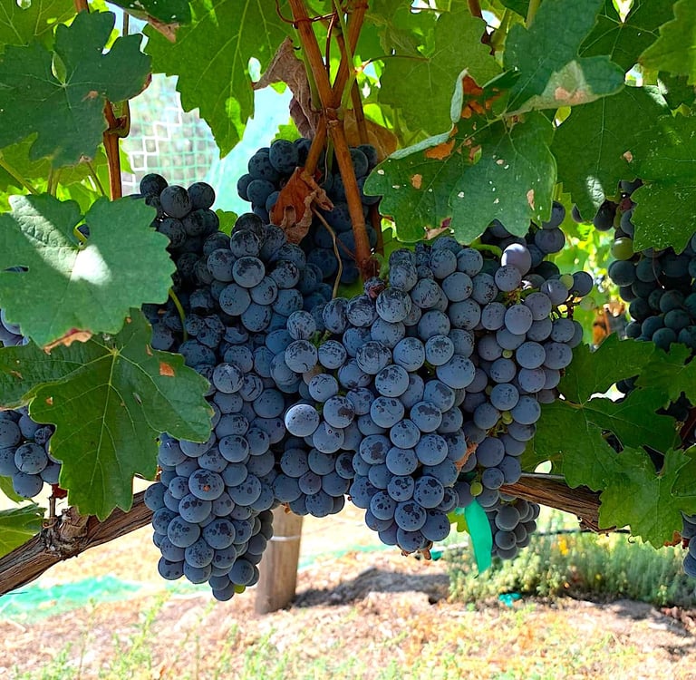 Dark purple grapes hang in clusters with green leaves.