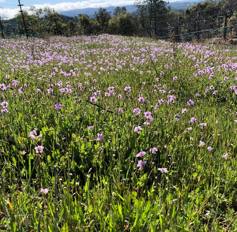 A field of pal purple flowers and green grass