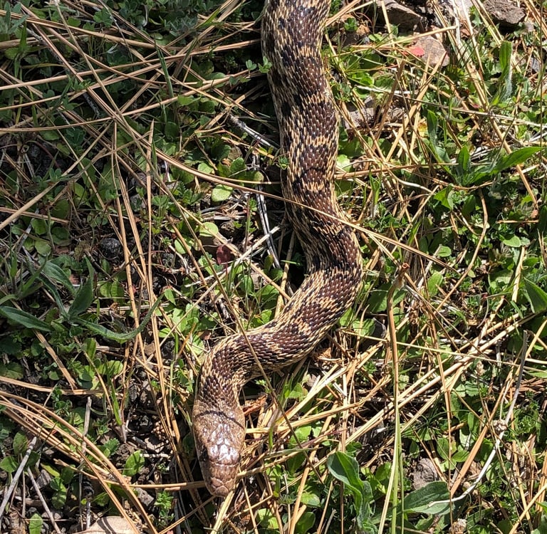 A brown and tan snake in short grass