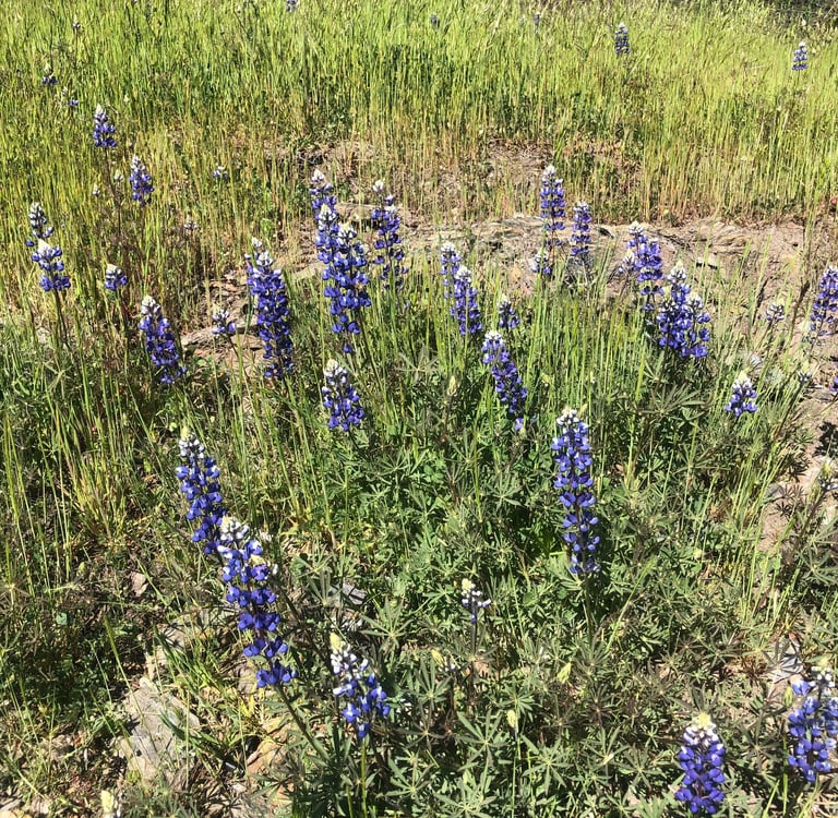 Purple and white flowers in a field of green grass