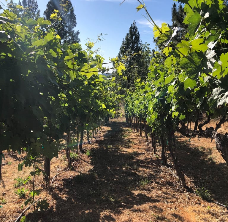 Bright green leaves on grape vines