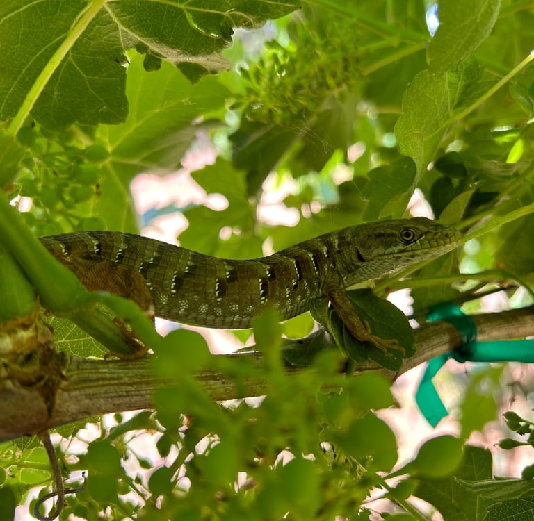 A large lizard sits on a grape vine in the shade