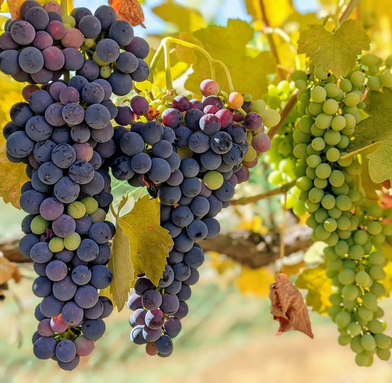 Clusters of purple and green grapes hang on a vine