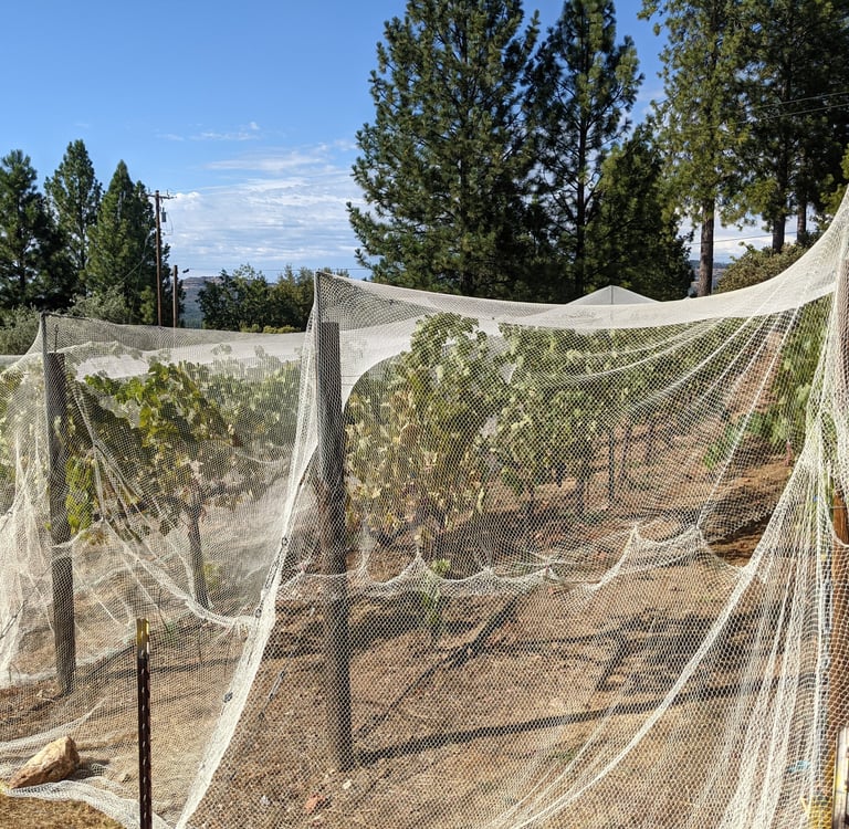 White nets cover grape vines