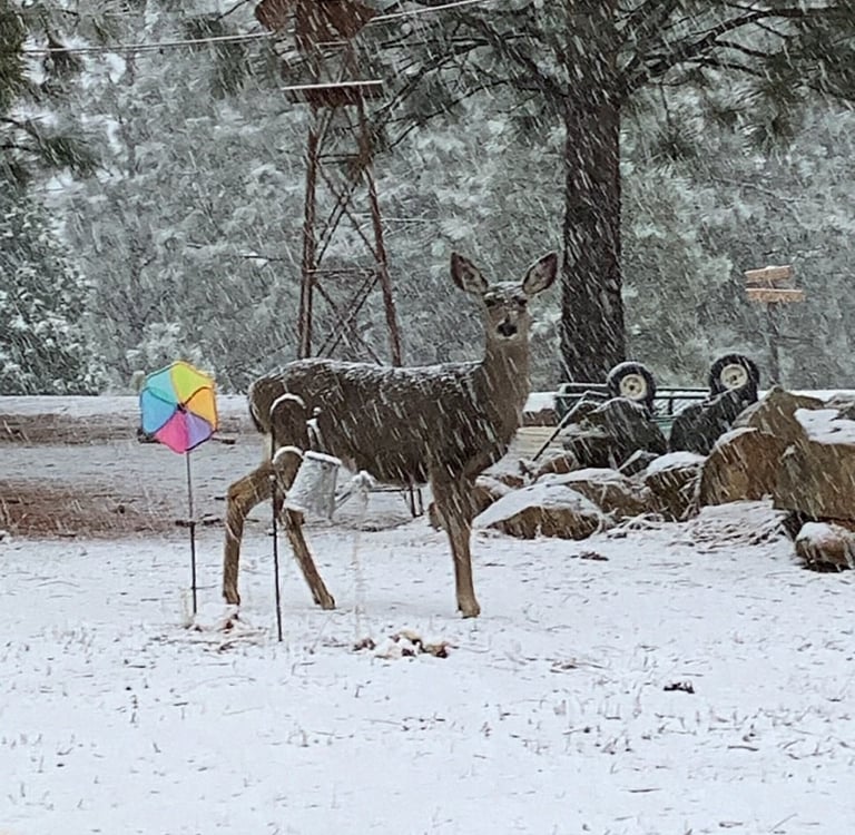 A deer stands in a snow storm
