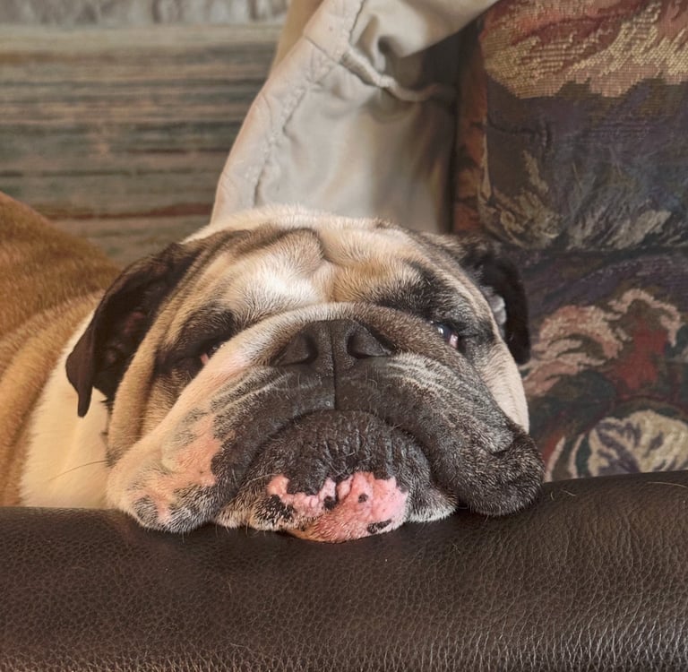 Buddy - A tough day cleaning pools!