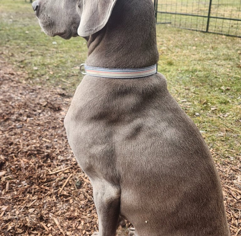 a dog sitting on the ground with a dog in the background