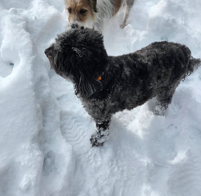 two dogs standing in the snow with their heads facing each other