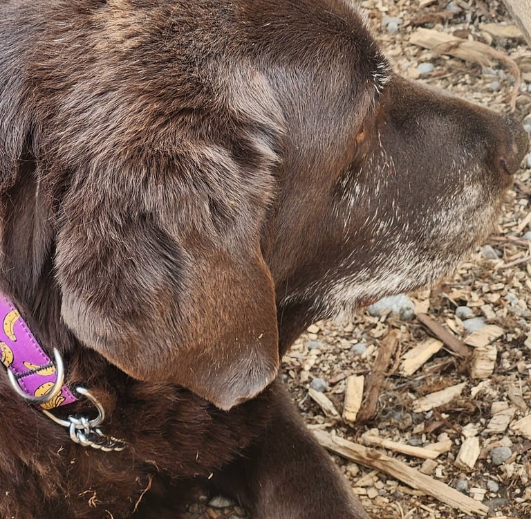 A senior chocolate Labrador retriever dog with a grey muzzle resting on wood chips outdoors.