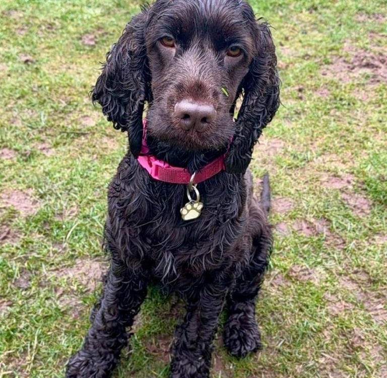 Photo of Mandy's dog Wilma