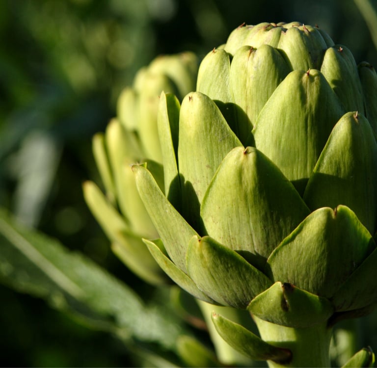 Artichoke 'Italian Green Globe' Perennial