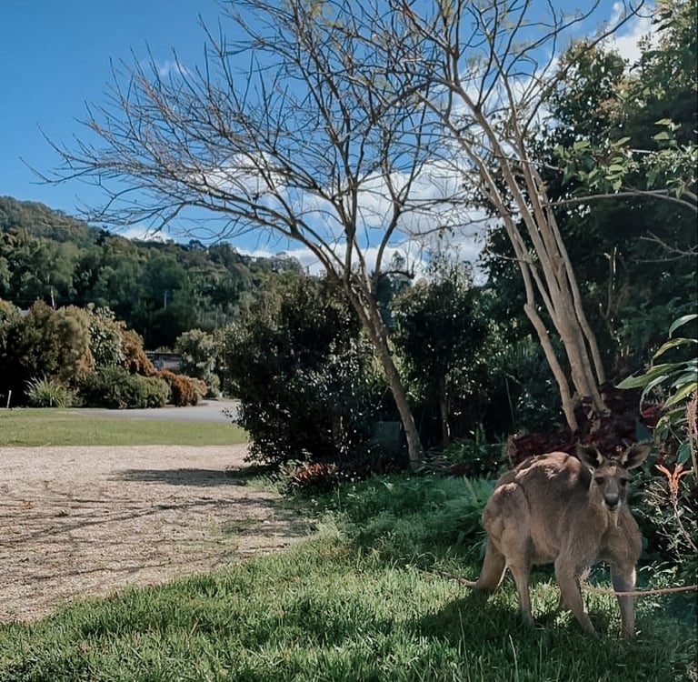 a kangaroo is standing in the grass near a tree