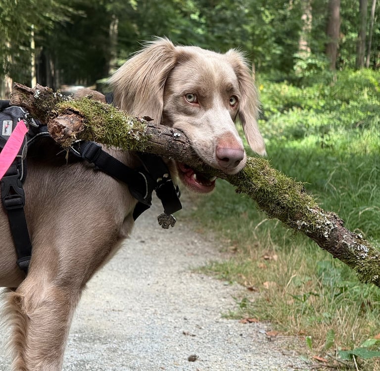 Buddy Doggy Dog walking promenade chien bruxelles