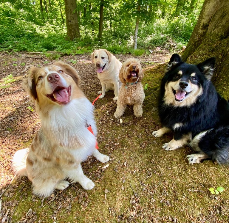 Dog Walking, Dog Sitting, Vet Visits & Grooming in Brussels