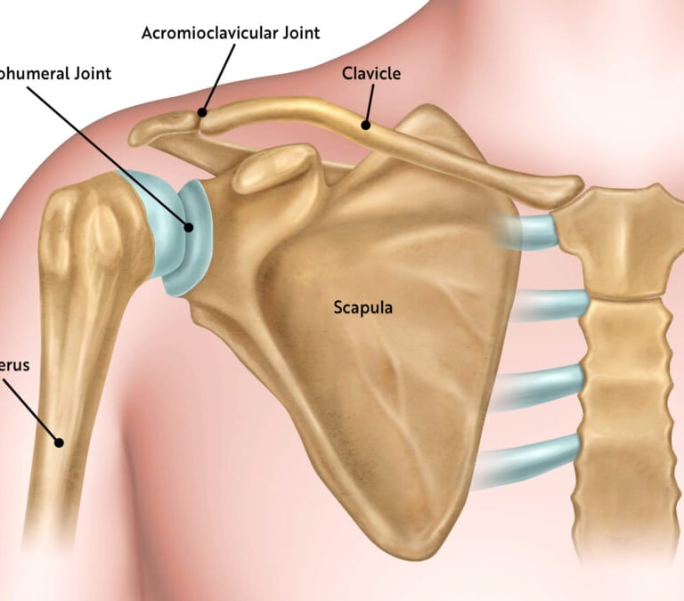 Shoulder Joint