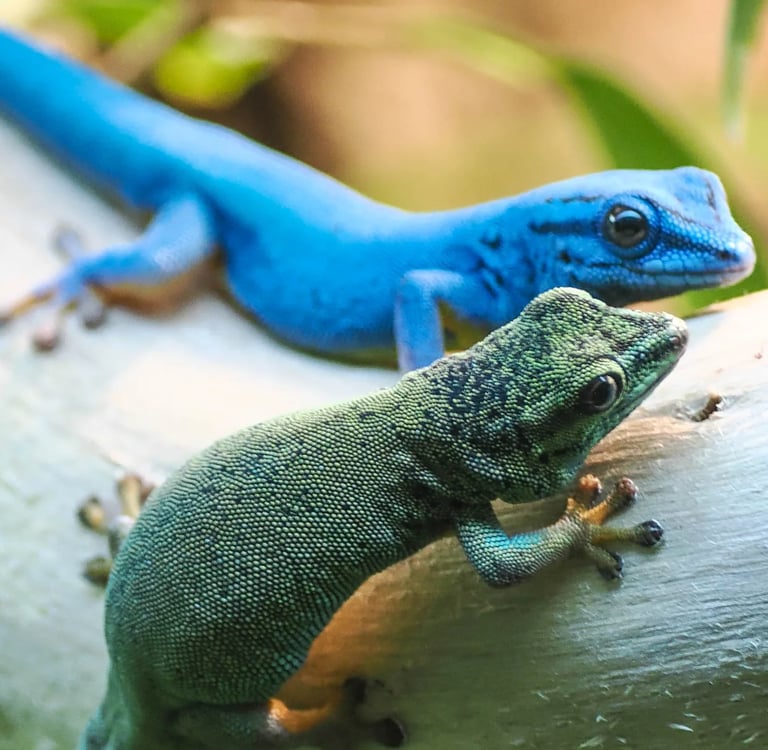 Dwarf Day Gecko pair (Lygodactylus williamsi) at Zoo Salzburg – reference photo.