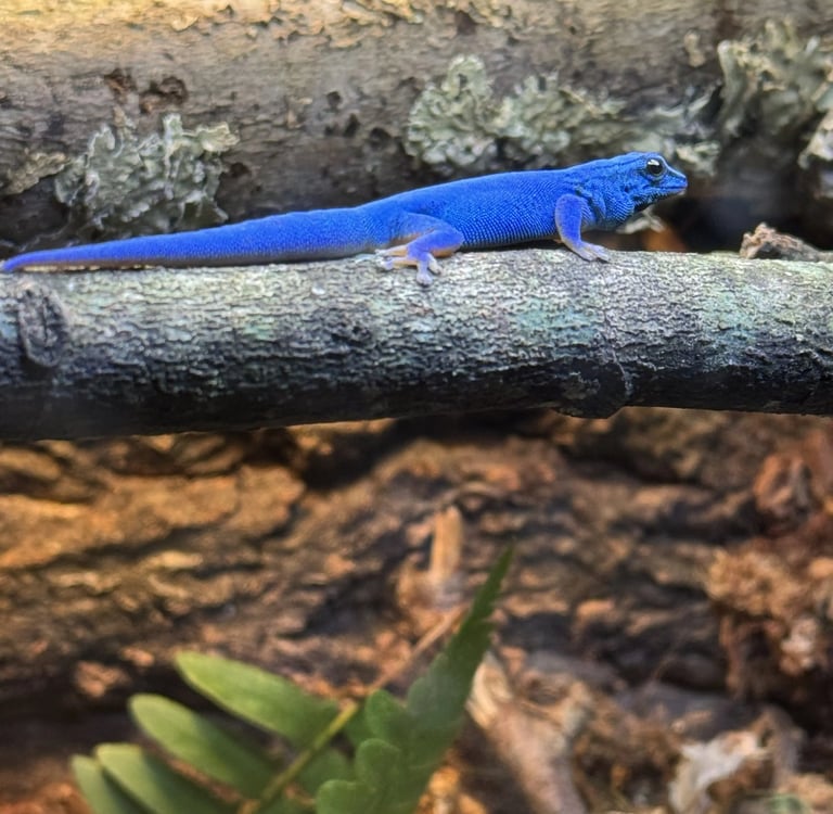 Royal Blue Lineage Male – Deep Sapphire with Bold Yellow Belly