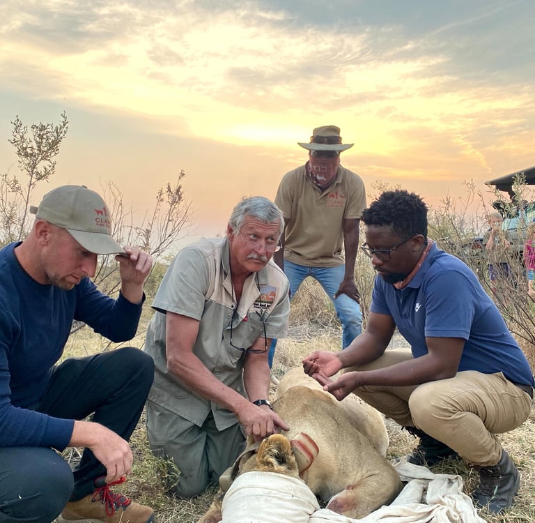 Dr Erik and the research team placing a satellite tracking collar on an immobilized lioness