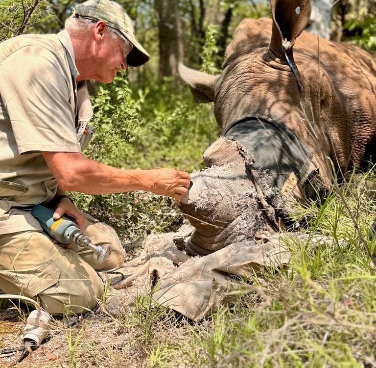 Dr Erik placing a tracking device in the horn of an immobilized rhino