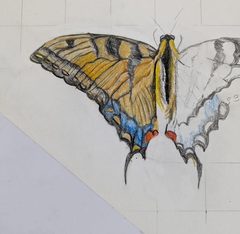 pencil drawing butterfly, drawing painting art course newport Pagnell