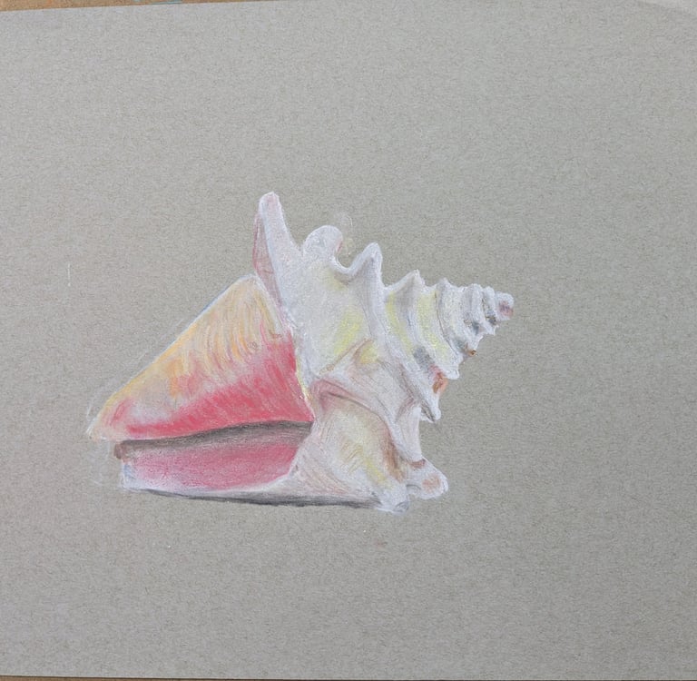 art class pastle drawing of a shell. learn to draw and paint art classes for all abilities MK