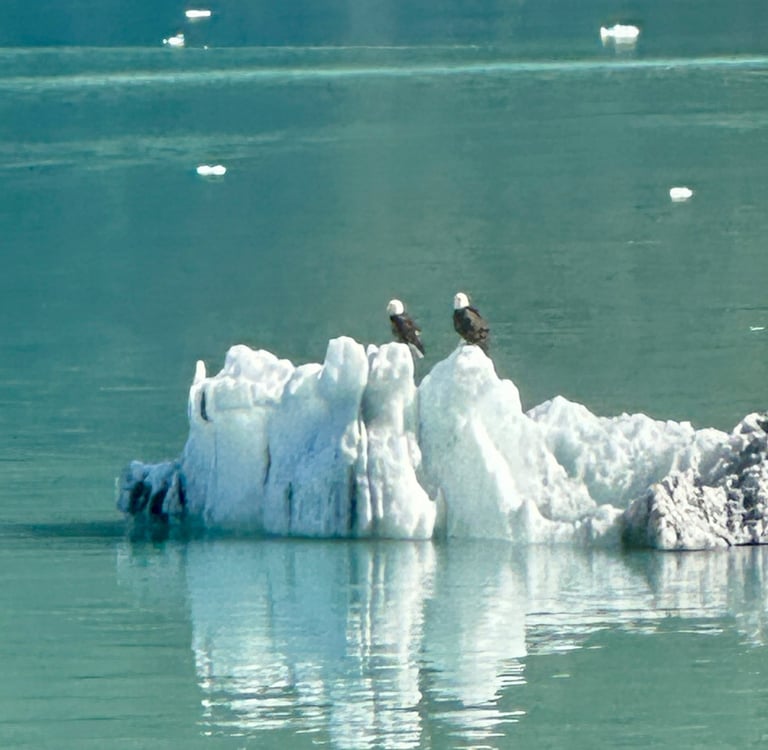 Bald Eagles Alaska cruise